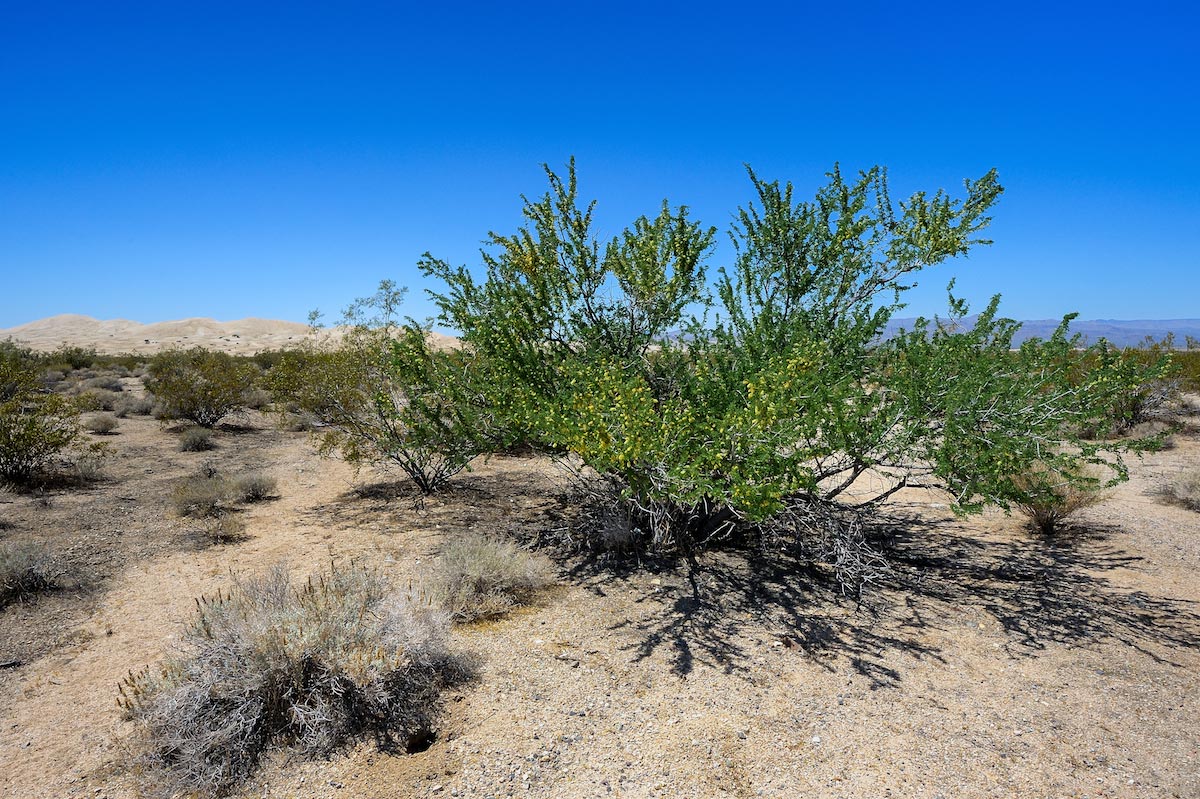 Creosote-Bush-Mojave-Desert