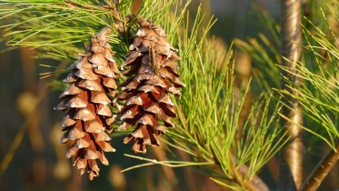 pine-cones-1147855_960_720