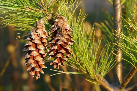 pine-cones-1147855_960_720