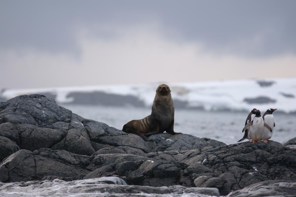 Seal-And-Penguins