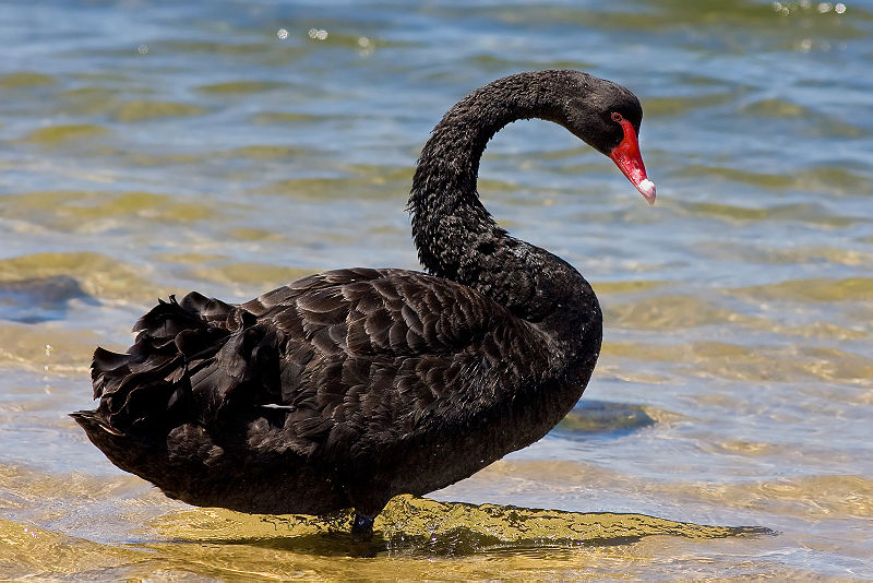 blackswan