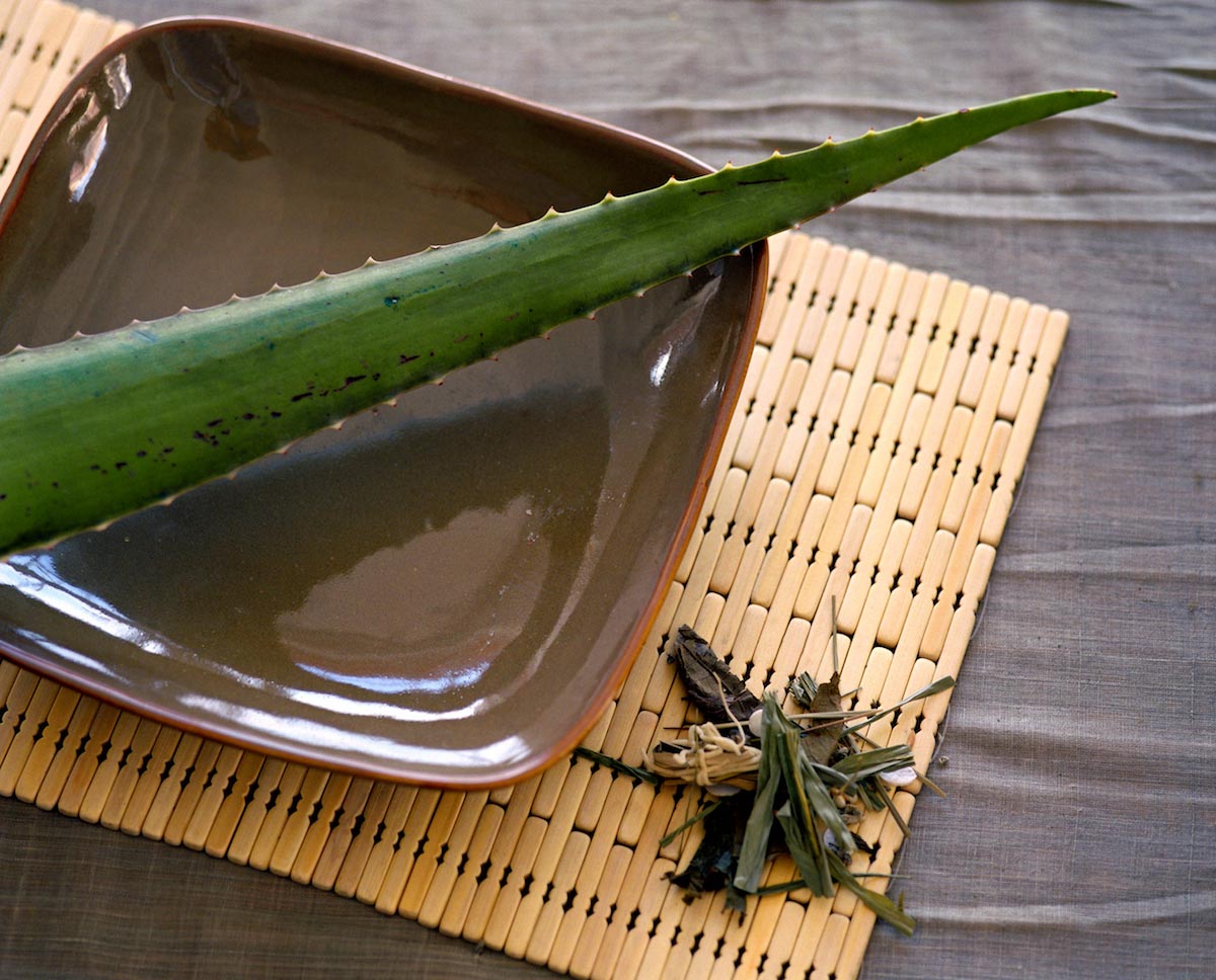 Aloe-Plant-Bowl