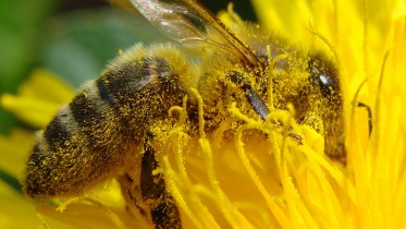 pollination_bee_dandelion