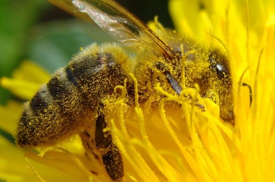 pollination_bee_dandelion